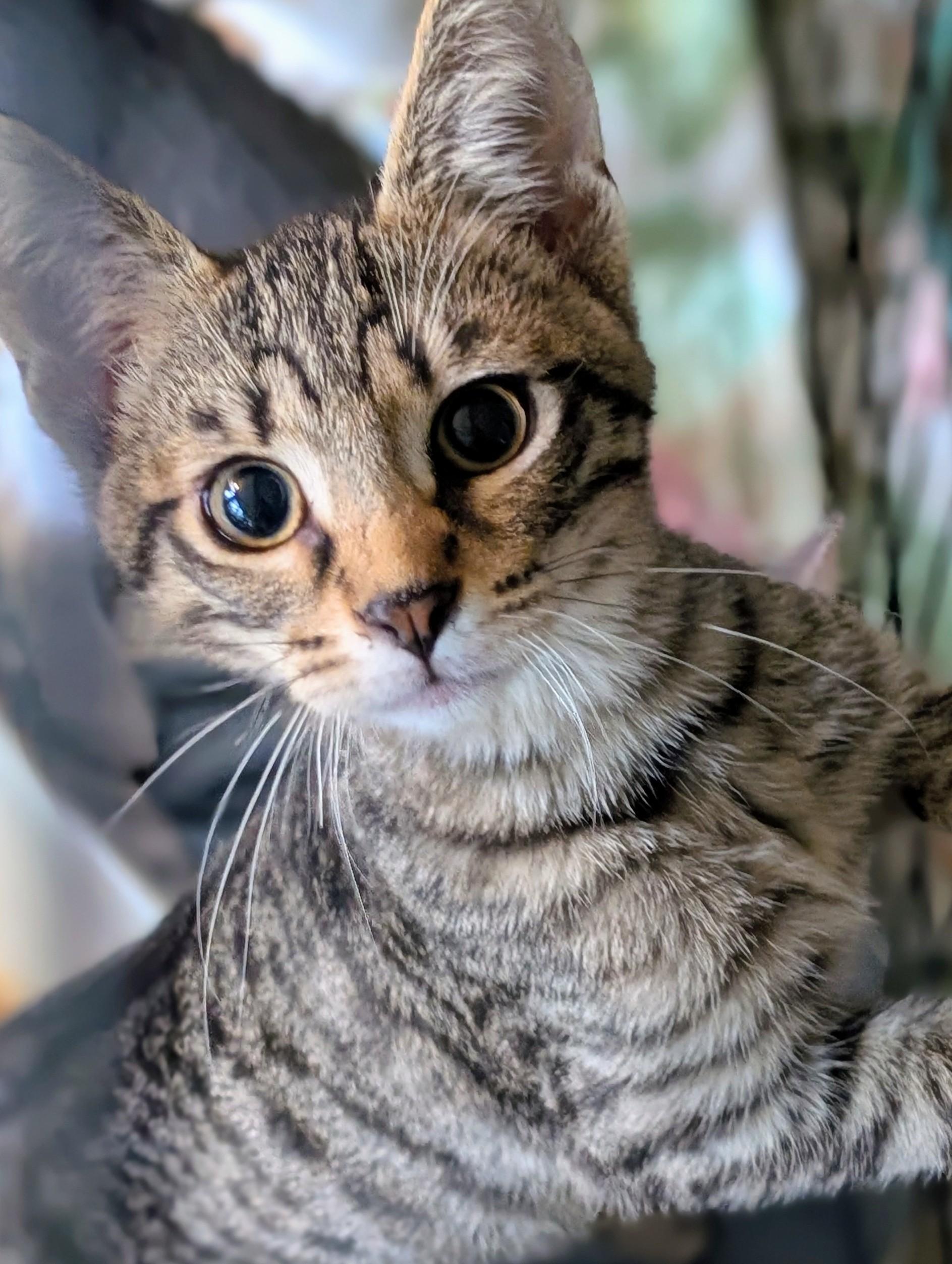 Enlarge Crispin, a Adoptable Domestic Short Hair in Johnsburg, IL image 5/5