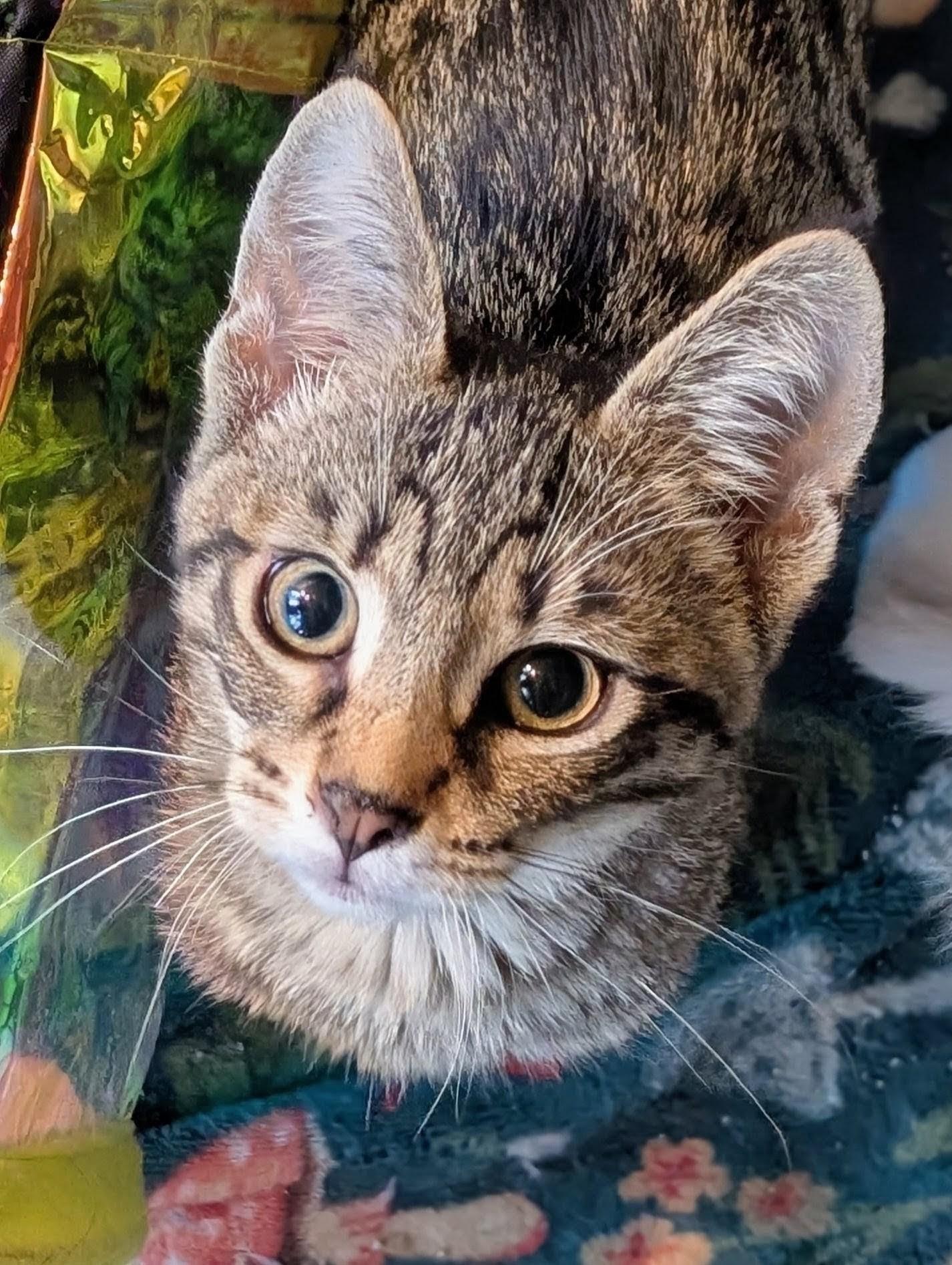 Enlarge Crispin, a Adoptable Domestic Short Hair in Johnsburg, IL image 2/5