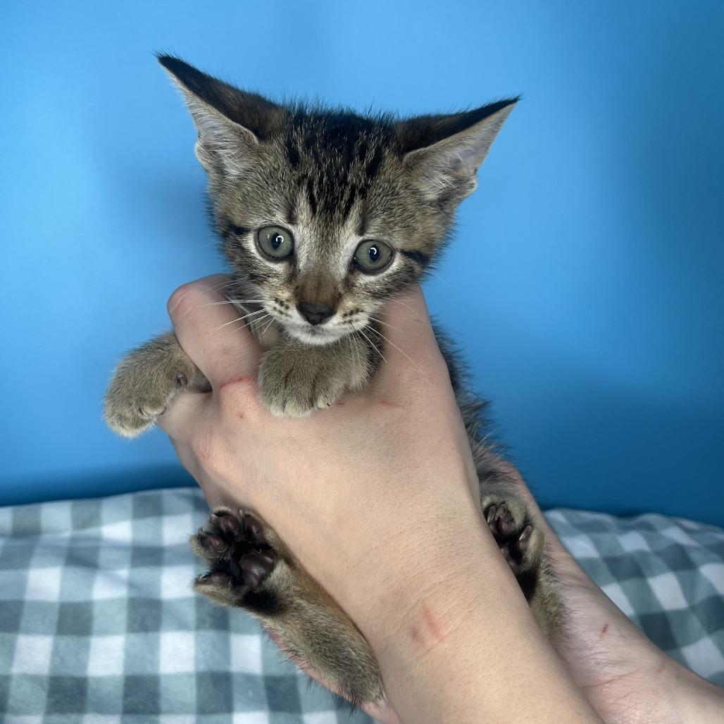 Sleepy, Adoptable, Kitten Male Domestic Short Hair.