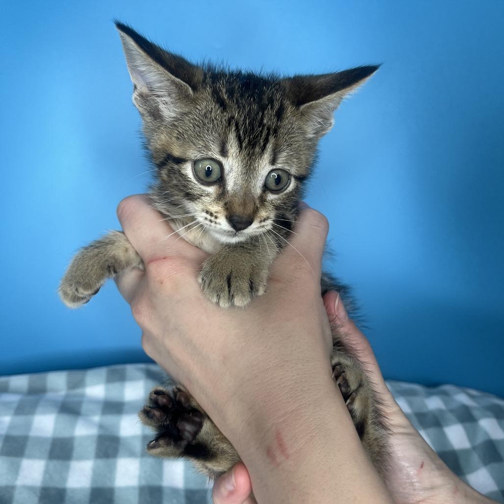 Enlarge Sleepy, a Adoptable Domestic Short Hair in San Antonio, TX image 2/3