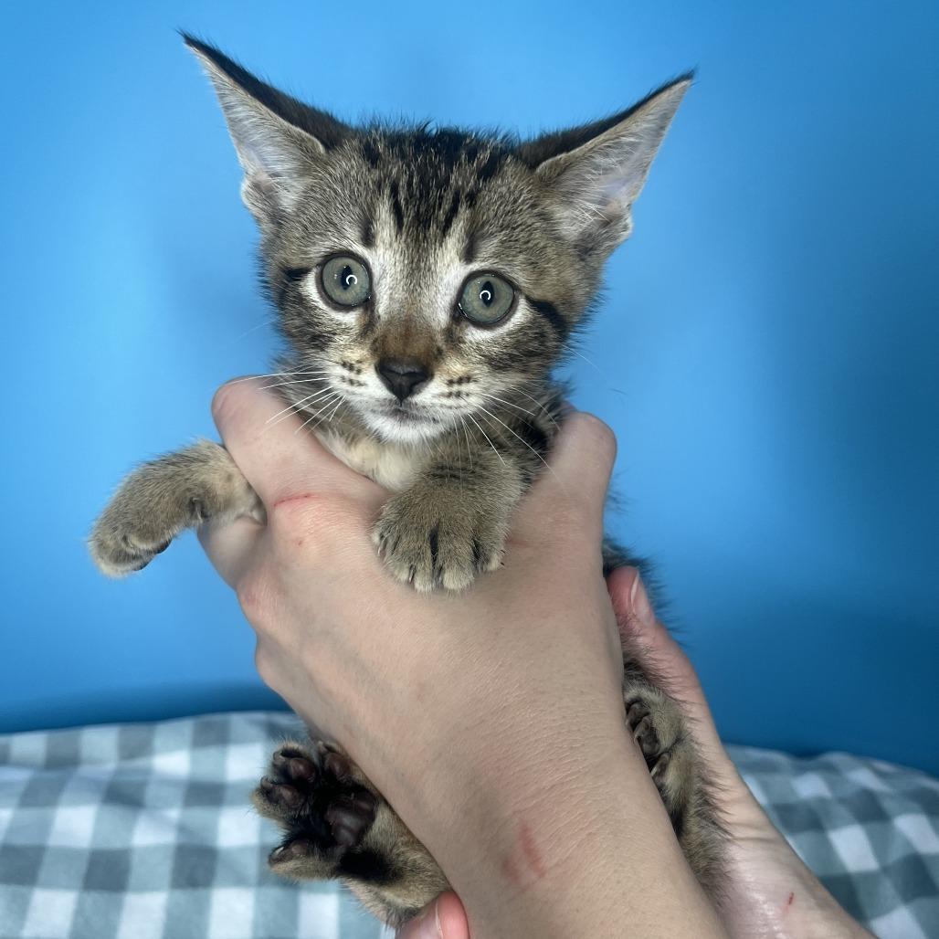 Enlarge Sleepy, a Adoptable Domestic Short Hair in San Antonio, TX image 3/3