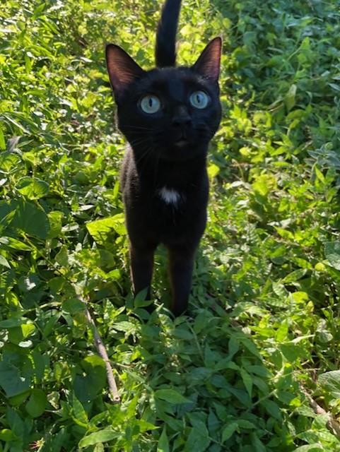 Piper in foster care, ADOPTABLE, Adult Female Domestic Short Hair.