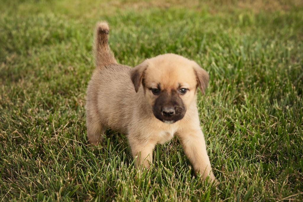 Enlarge Charlotte, a Adopted mixed breed in London, ON image 1/3