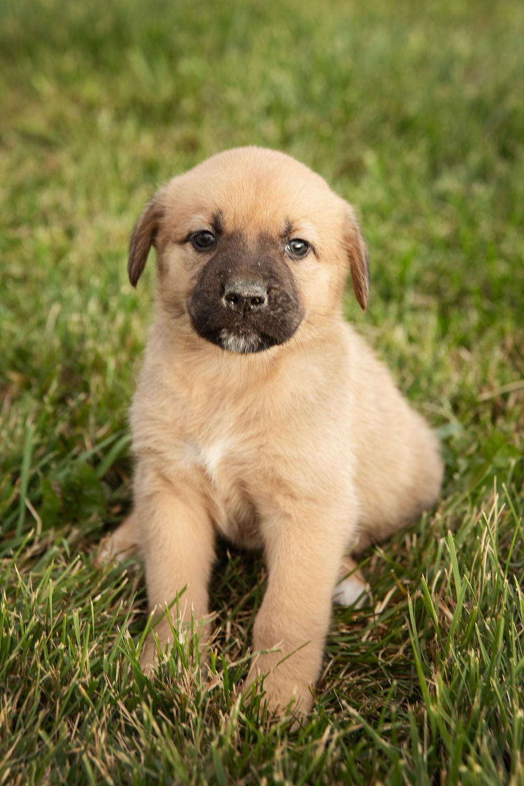 Enlarge Charlotte, a Adopted mixed breed in London, ON image 2/3