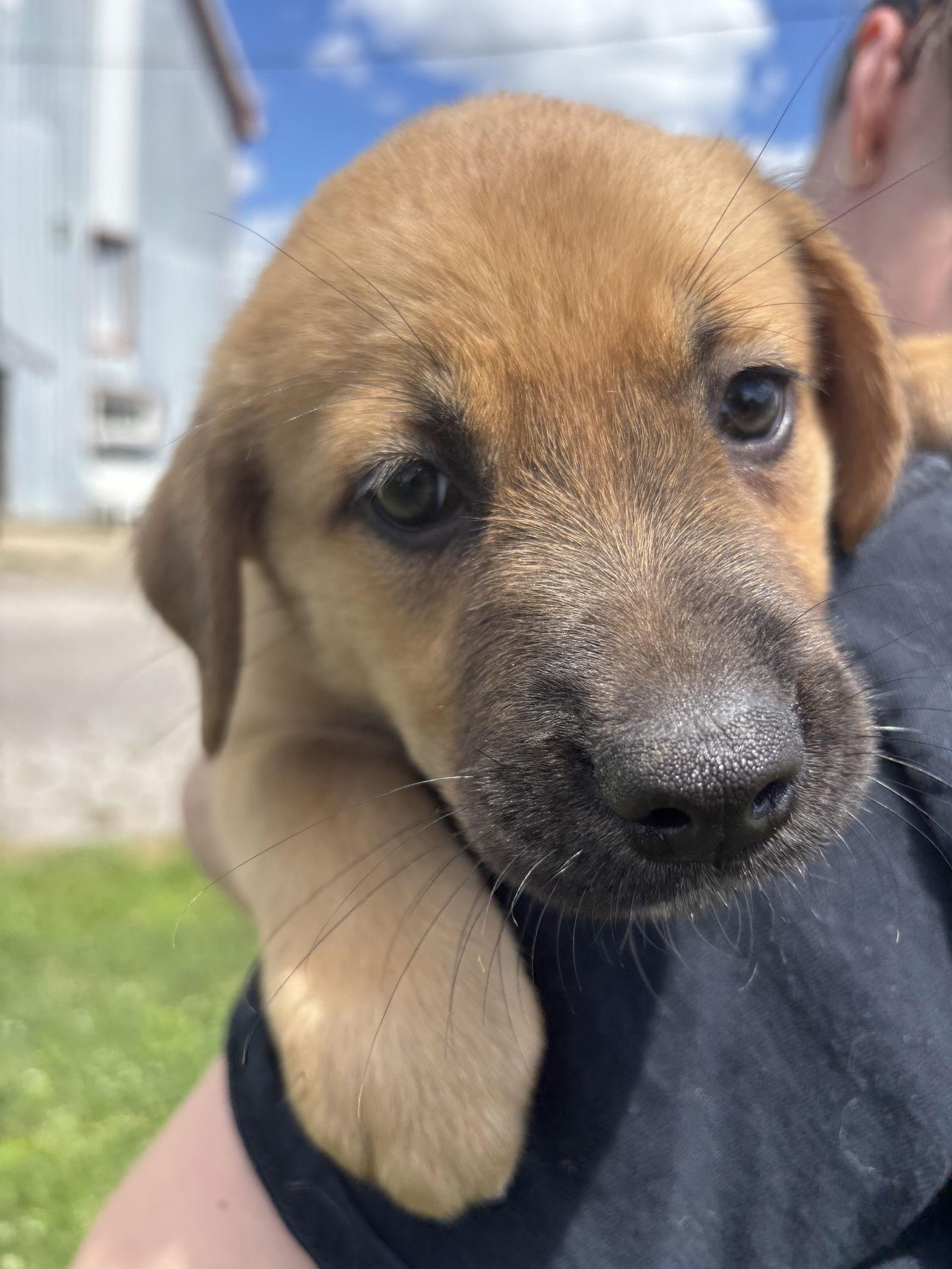 Enlarge Charlotte, a Adopted mixed breed in London, ON image 3/3