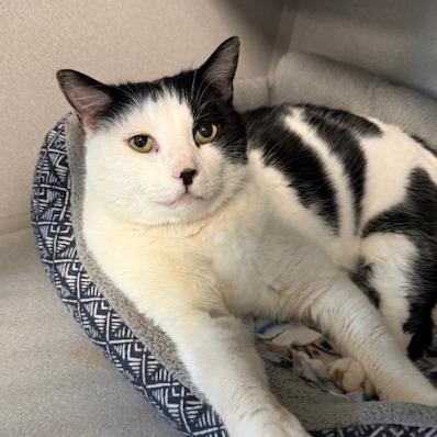 Jarvis, Adoptable, Senior Male Domestic Short Hair.