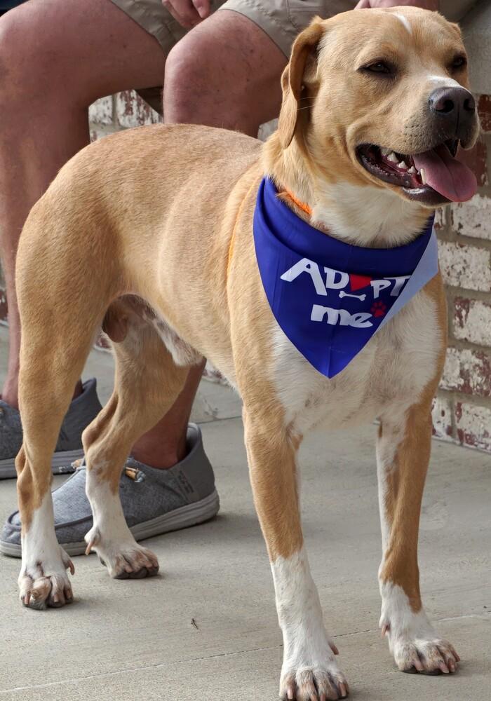 Puck (Mudd), Adoptable, Adult Male Labrador Retriever.