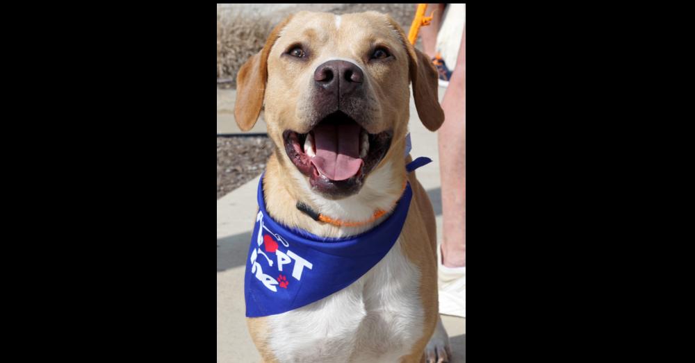 Puck, Adoptable, Adult Male Labrador Retriever.