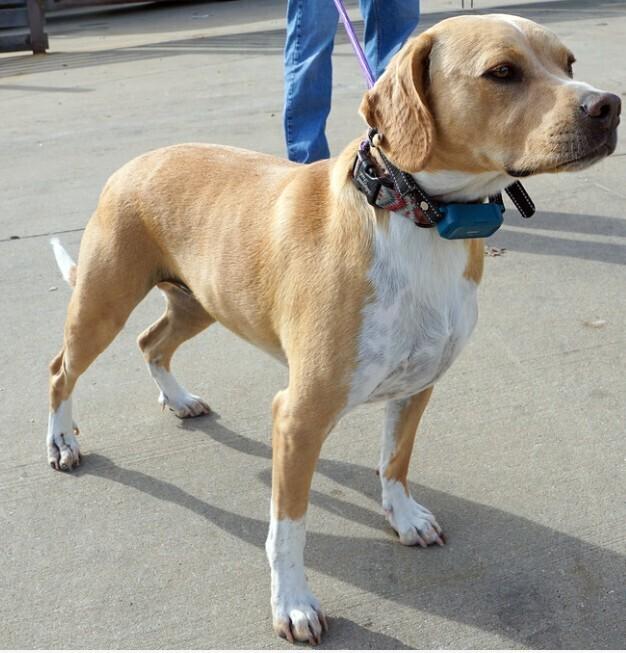 Enlarge Puck, a Adoptable mixed breed in Dallas, TX image 3/6