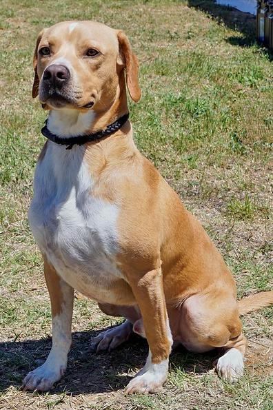 Enlarge Puck, a Adoptable mixed breed in Dallas, TX image 4/6