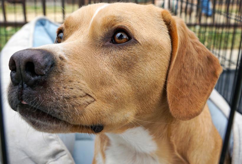 Enlarge Puck, a Adoptable mixed breed in Dallas, TX image 5/6