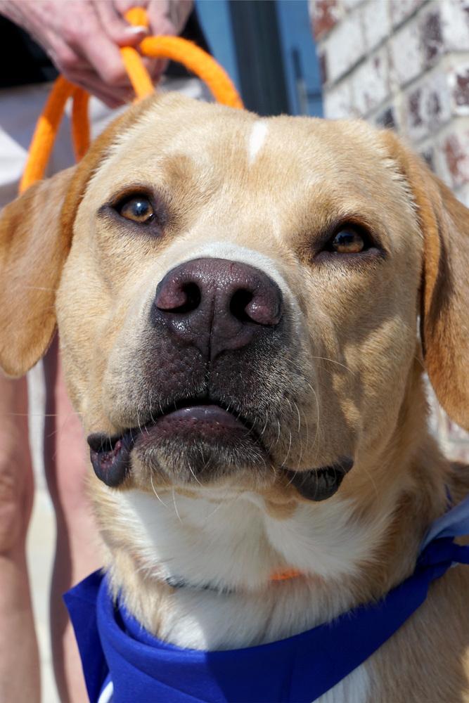 Enlarge Puck (Mudd), a Adoptable mixed breed in Dallas, TX image 4/4