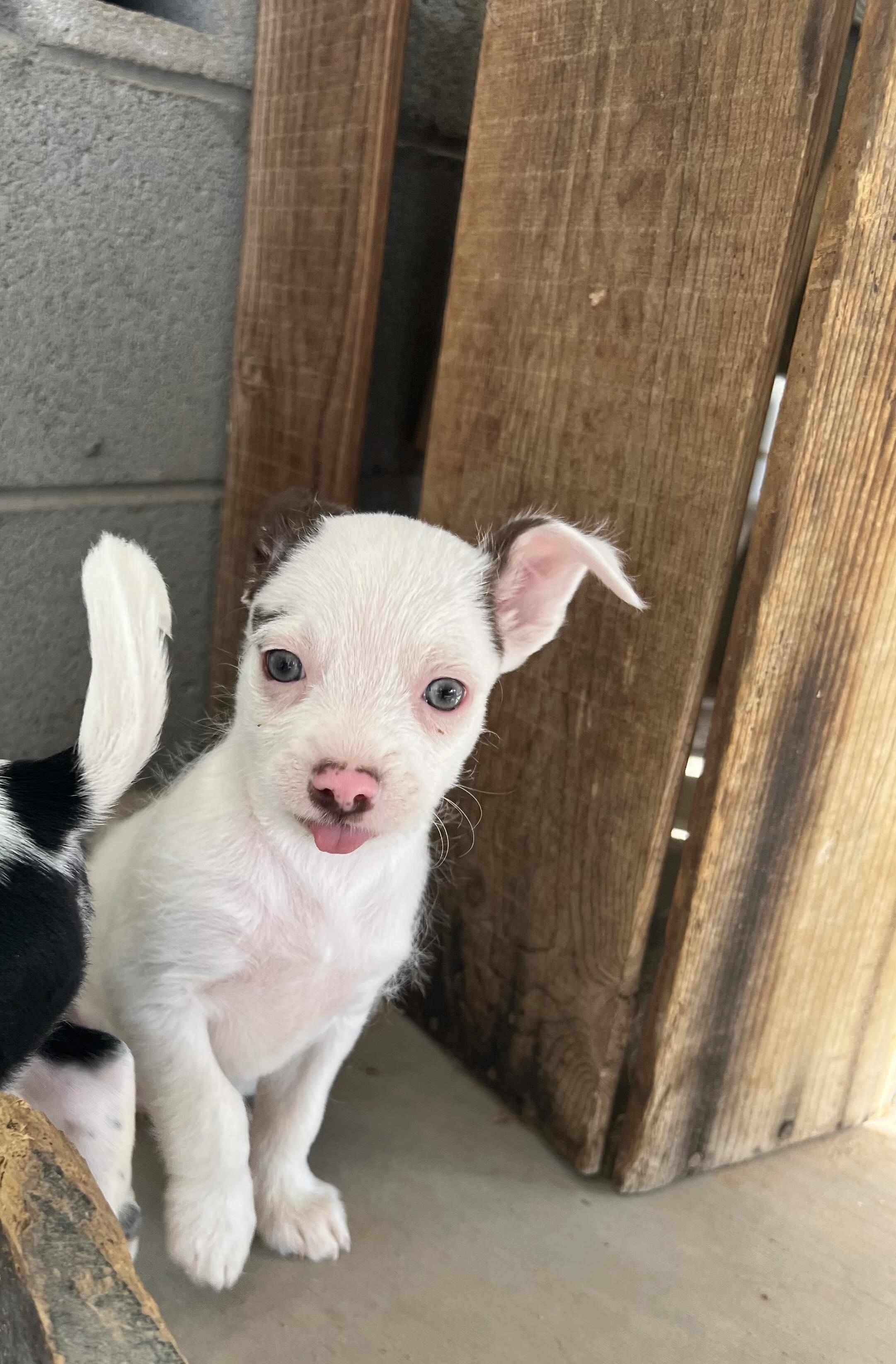 Enlarge Gonzo, a Adopted mixed breed in Phoenix, AZ image 1/2