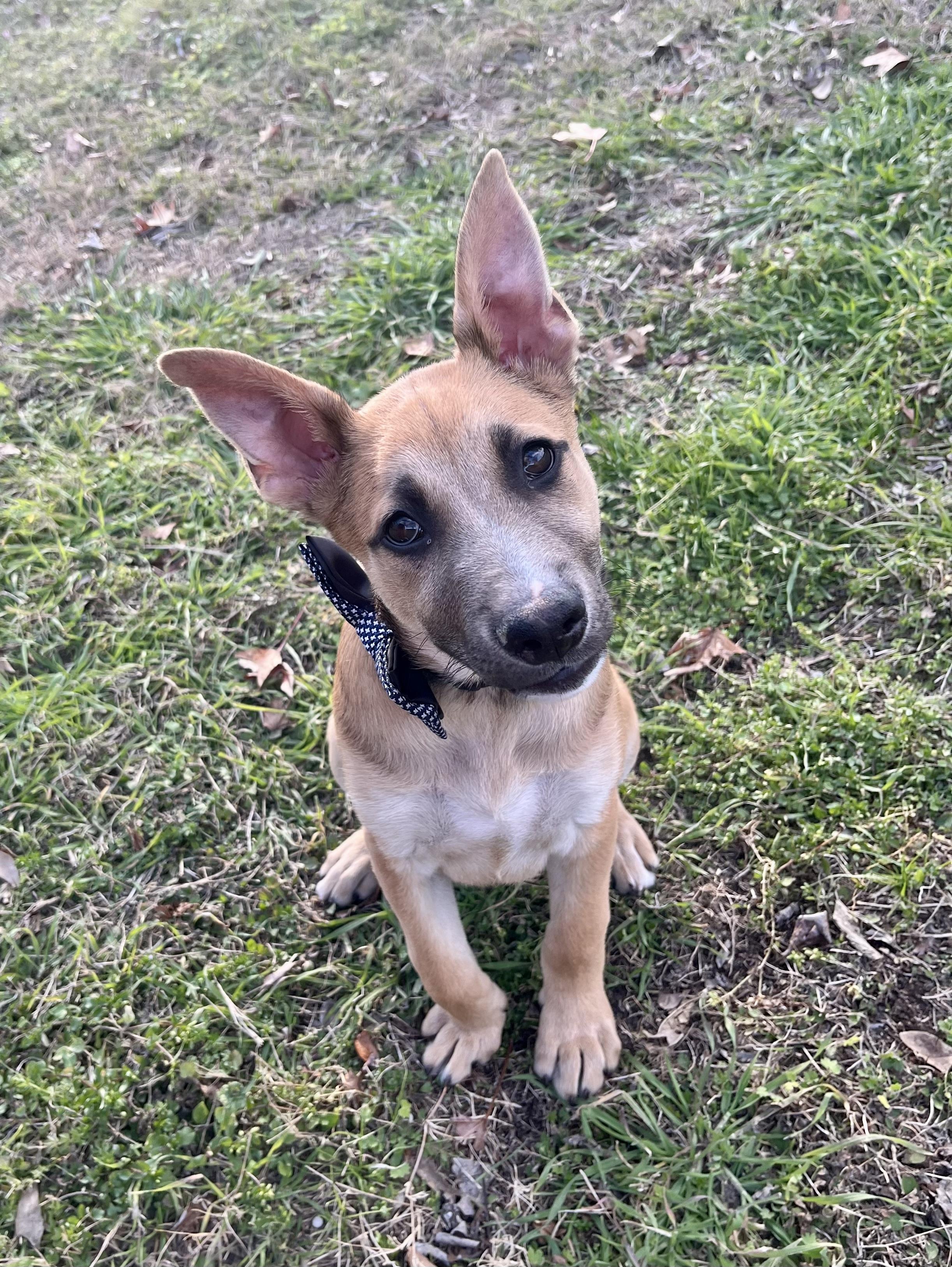Brock, a Adoptable mixed breed in Houston, TX image 2/6