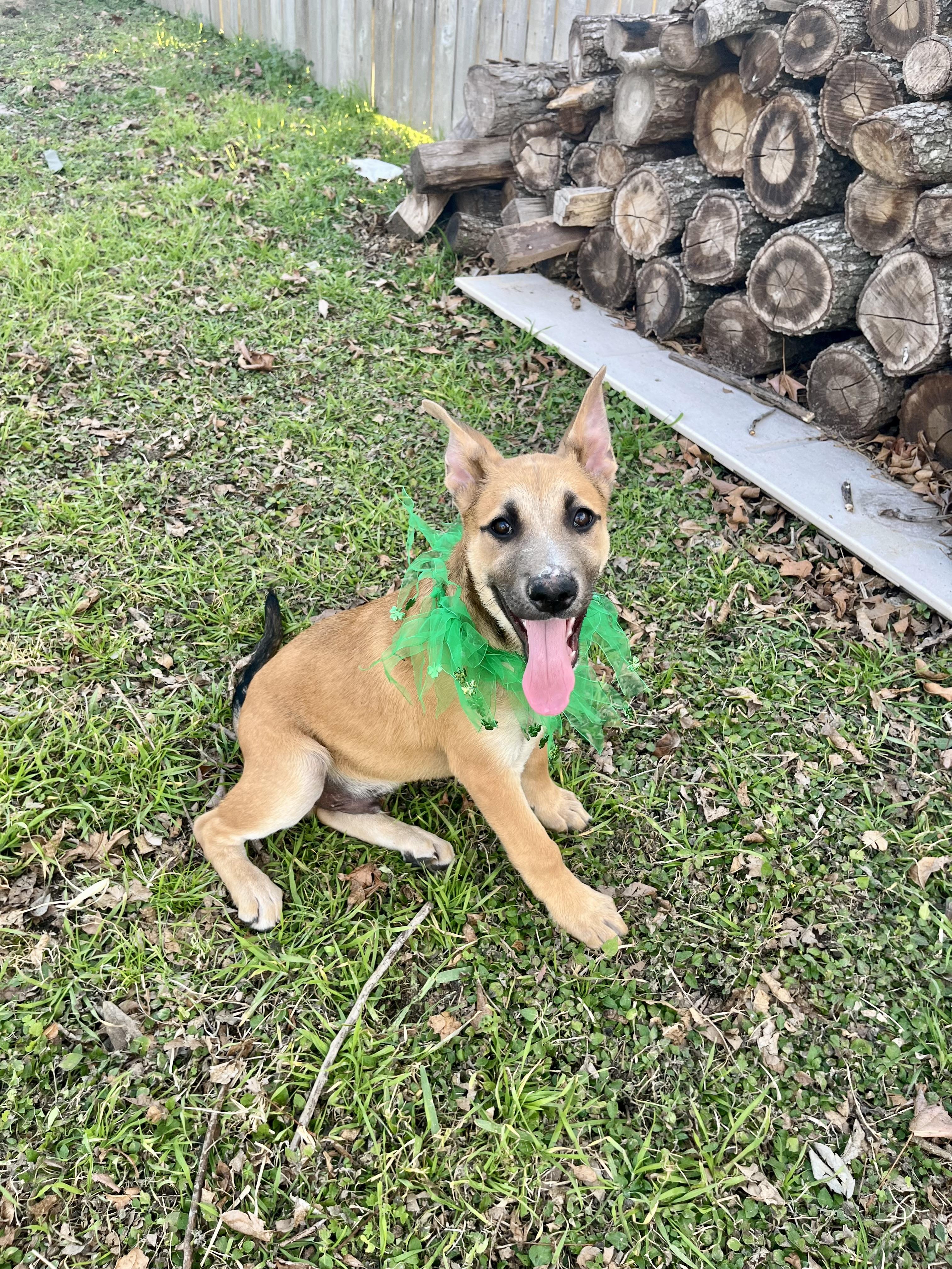 Brock, a Adoptable mixed breed in Houston, TX image 3/6