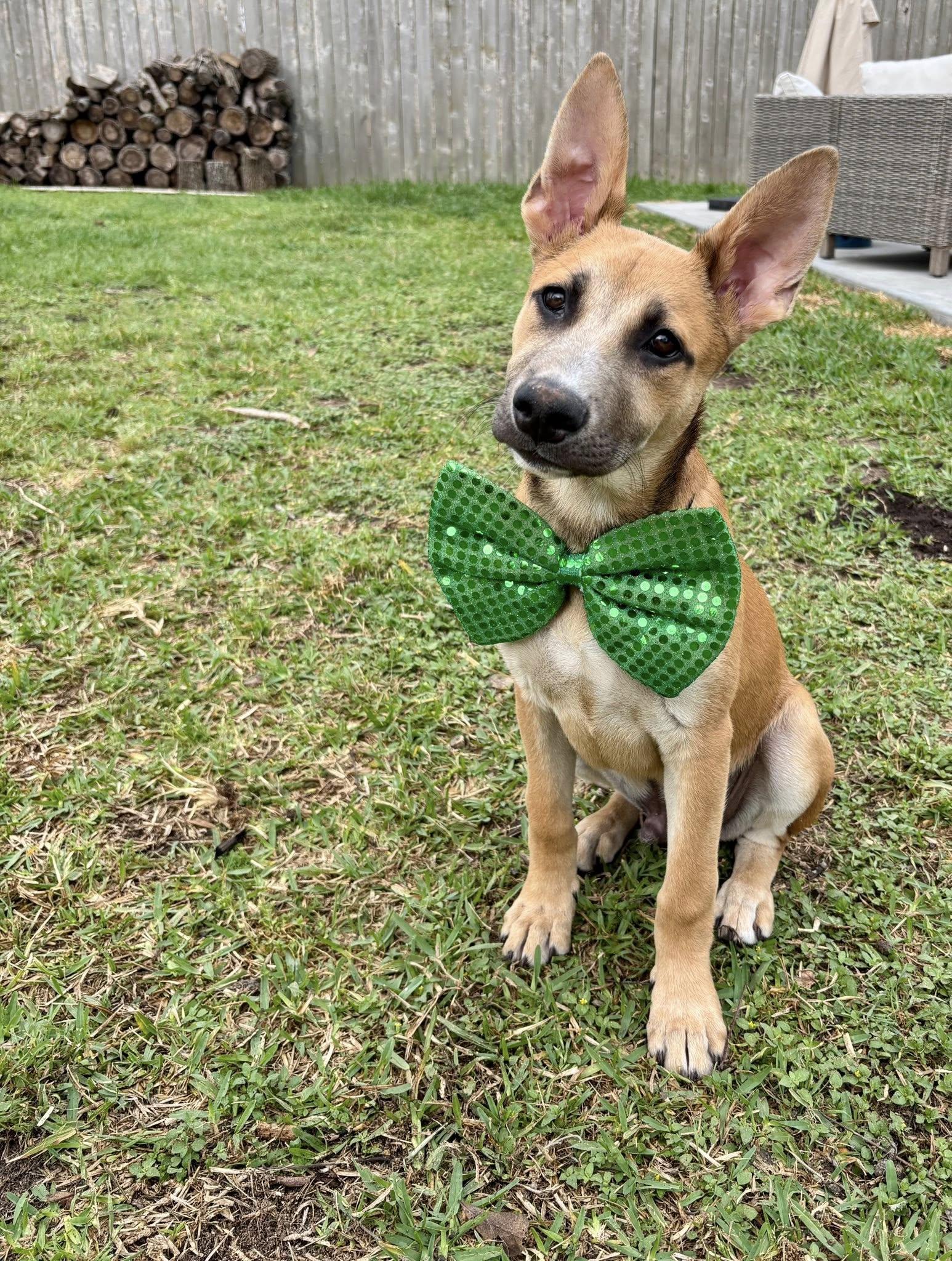 Enlarge Brock, a Adoptable mixed breed in Houston, TX image 2/6