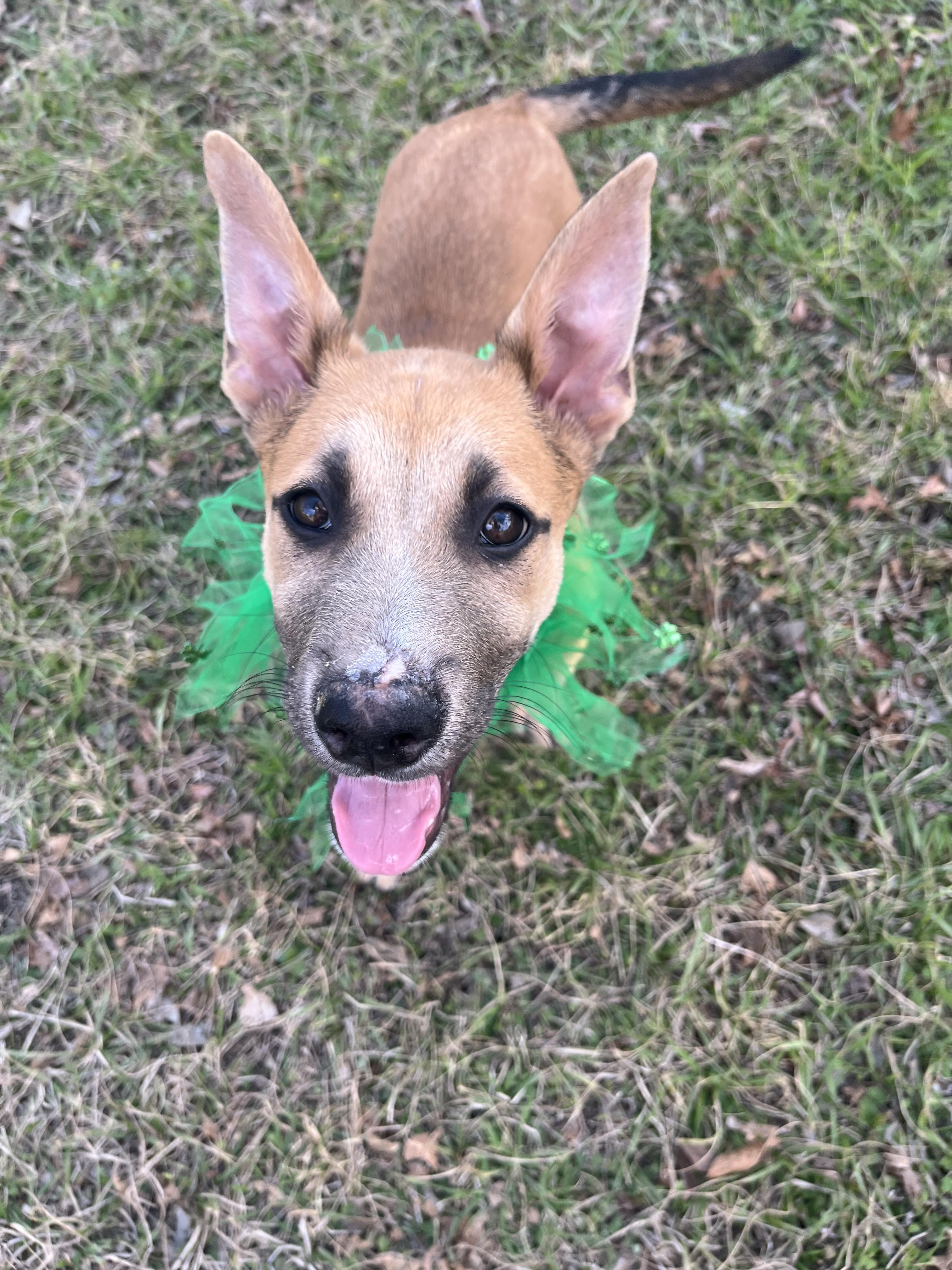 Brock, a Adoptable mixed breed in Houston, TX image 5/6