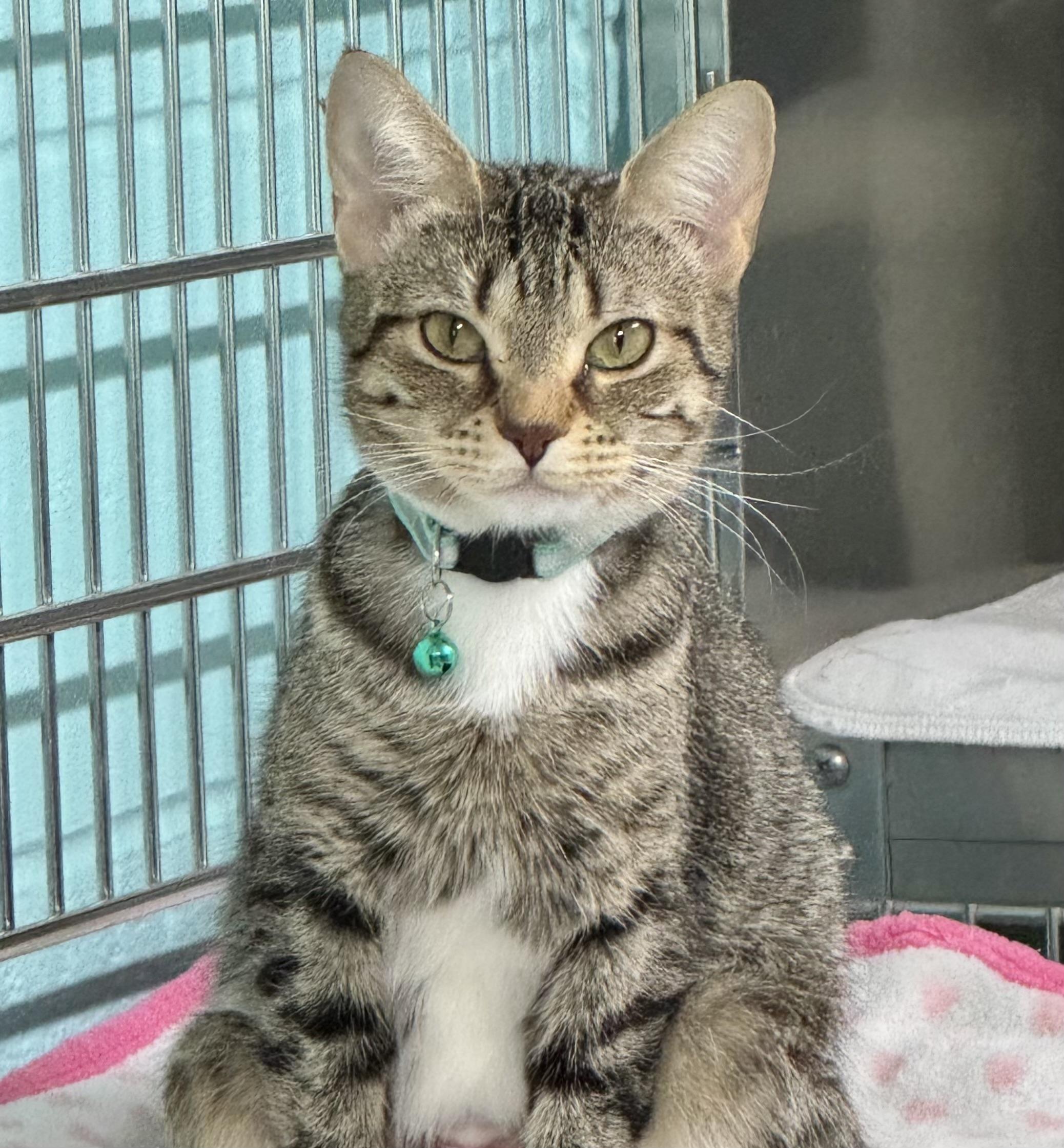 Frisk, an adoptable Domestic Short Hair in Jamestown, ND, 58402 | Photo Image 1