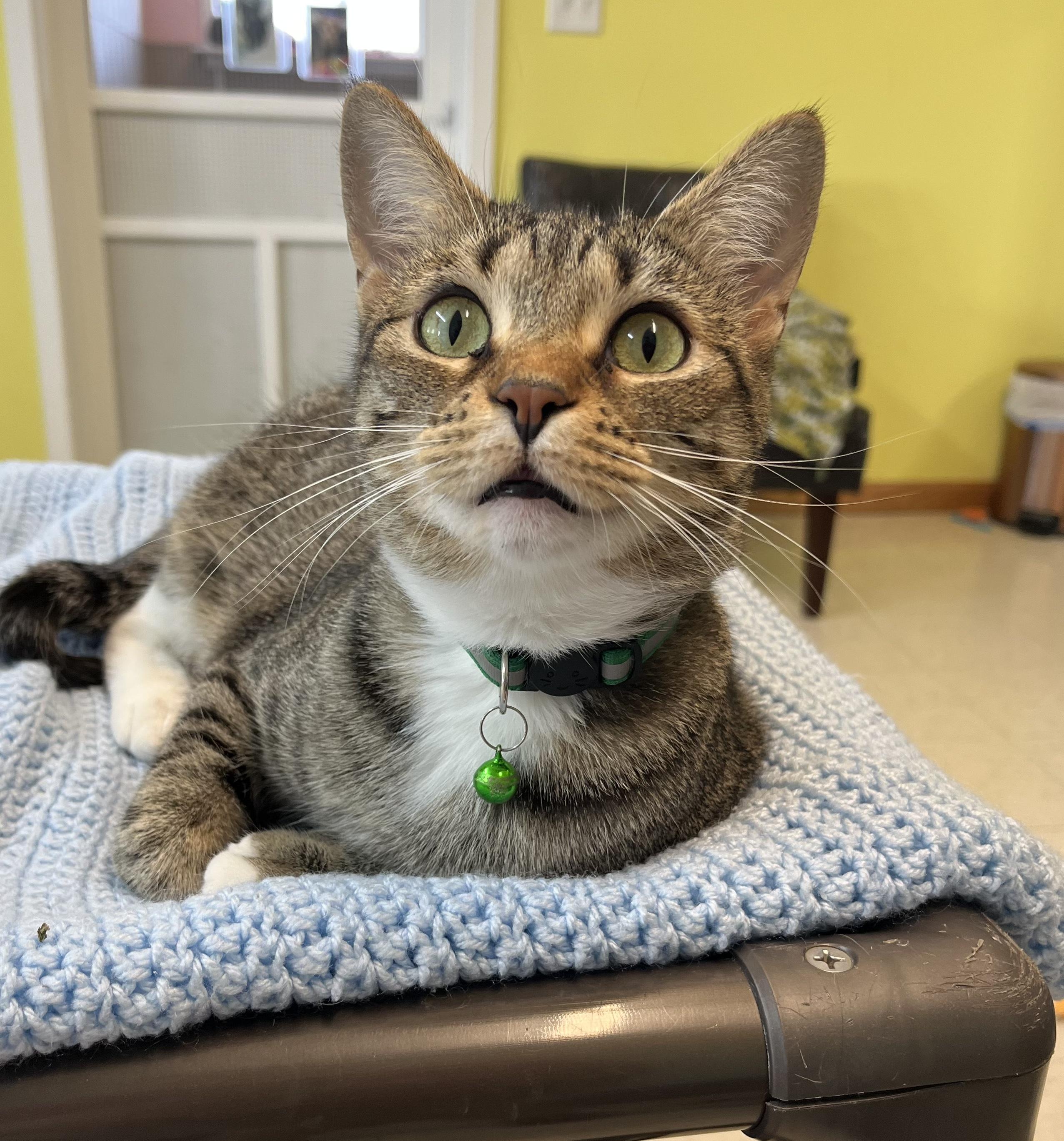 Enlarge Frisk, a Adoptable Domestic Short Hair in Jamestown, ND image 1/1