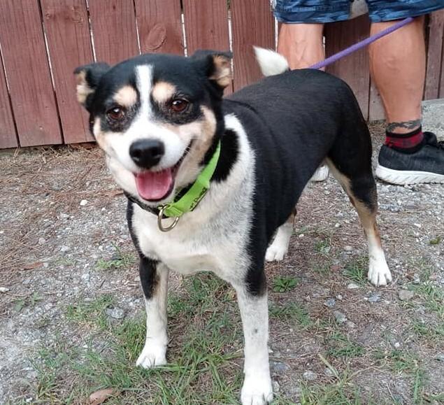 Bandit, Adopted, Adult Male Feist.