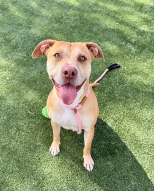 Enlarge MANDO, a Adoptable Staffordshire Bull Terrier in Chatsworth, CA image 1/1