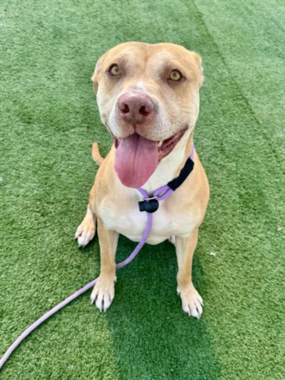 Enlarge MANDO, a Adoptable Staffordshire Bull Terrier in Chatsworth, CA image 1/1