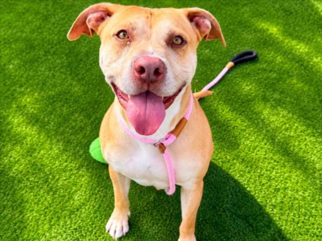 MANDO, Adoptable, Adult Male Staffordshire Bull Terrier.