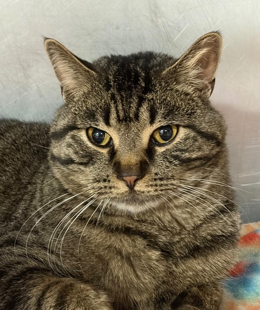 Enlarge Friar Tuck, a Adoptable mixed breed in Huntington, IN image 2/2