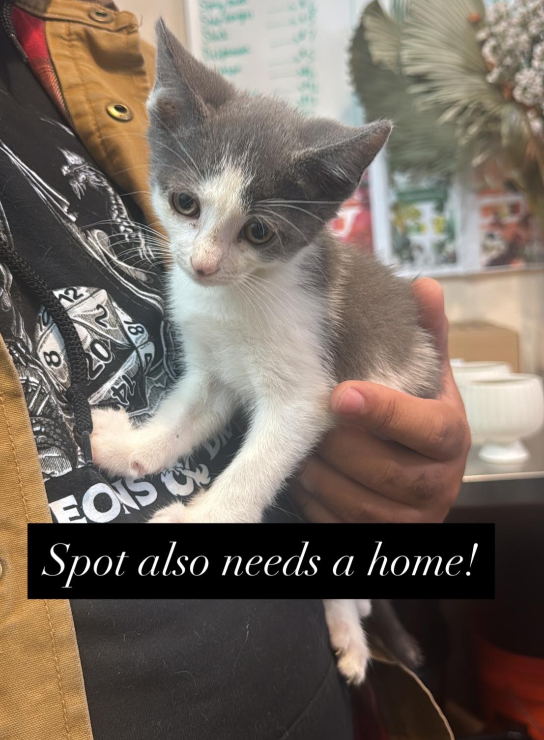 Spot, adopted, Kitten Male Domestic Short Hair.