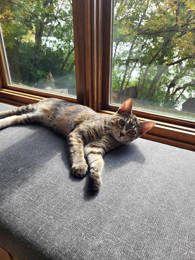 Enlarge Quarry, a Adoptable mixed breed in Owatonna, MN image 1/4