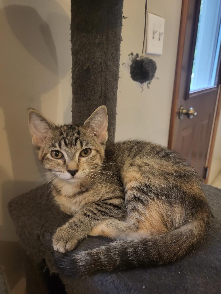 Enlarge Quarry, a Adoptable mixed breed in Owatonna, MN image 1/6