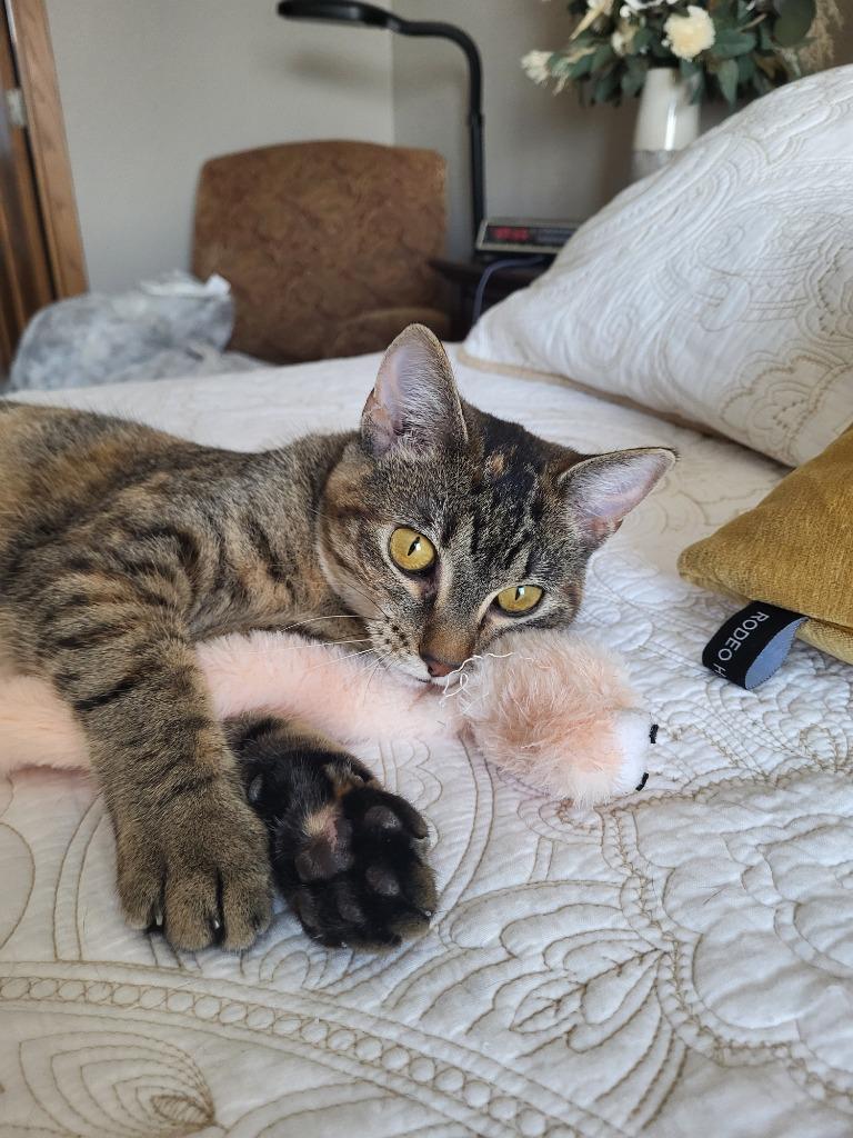 Enlarge Quarry, a Adoptable mixed breed in Owatonna, MN image 2/6