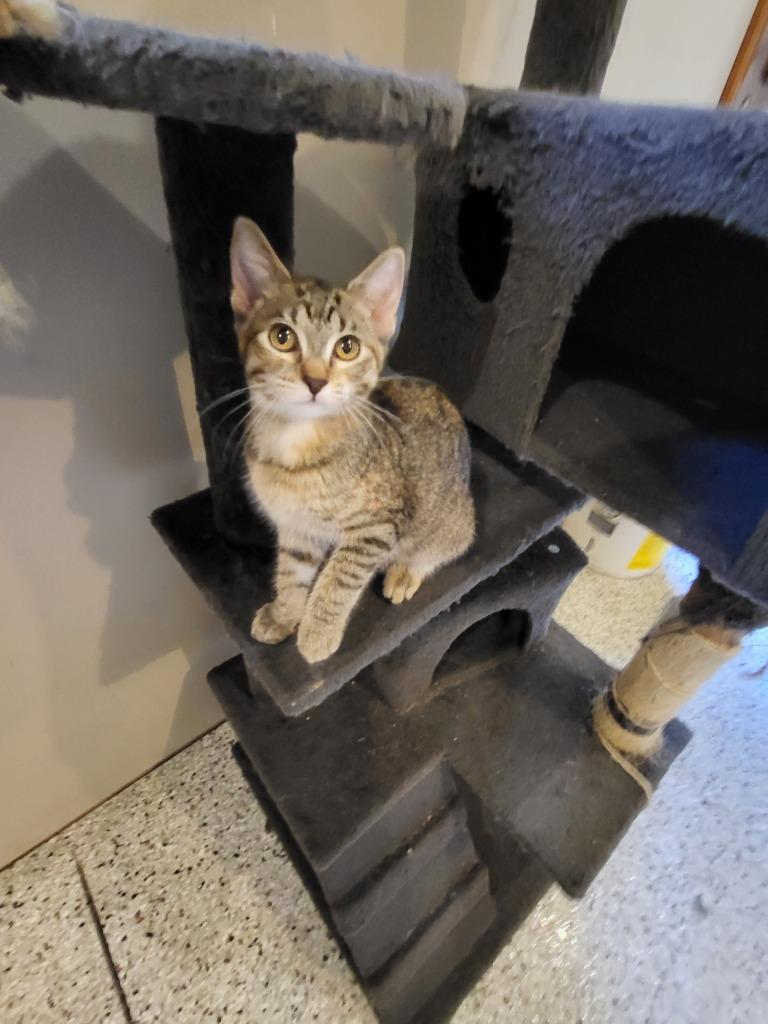 Enlarge Quarry, a Adoptable mixed breed in Owatonna, MN image 4/6