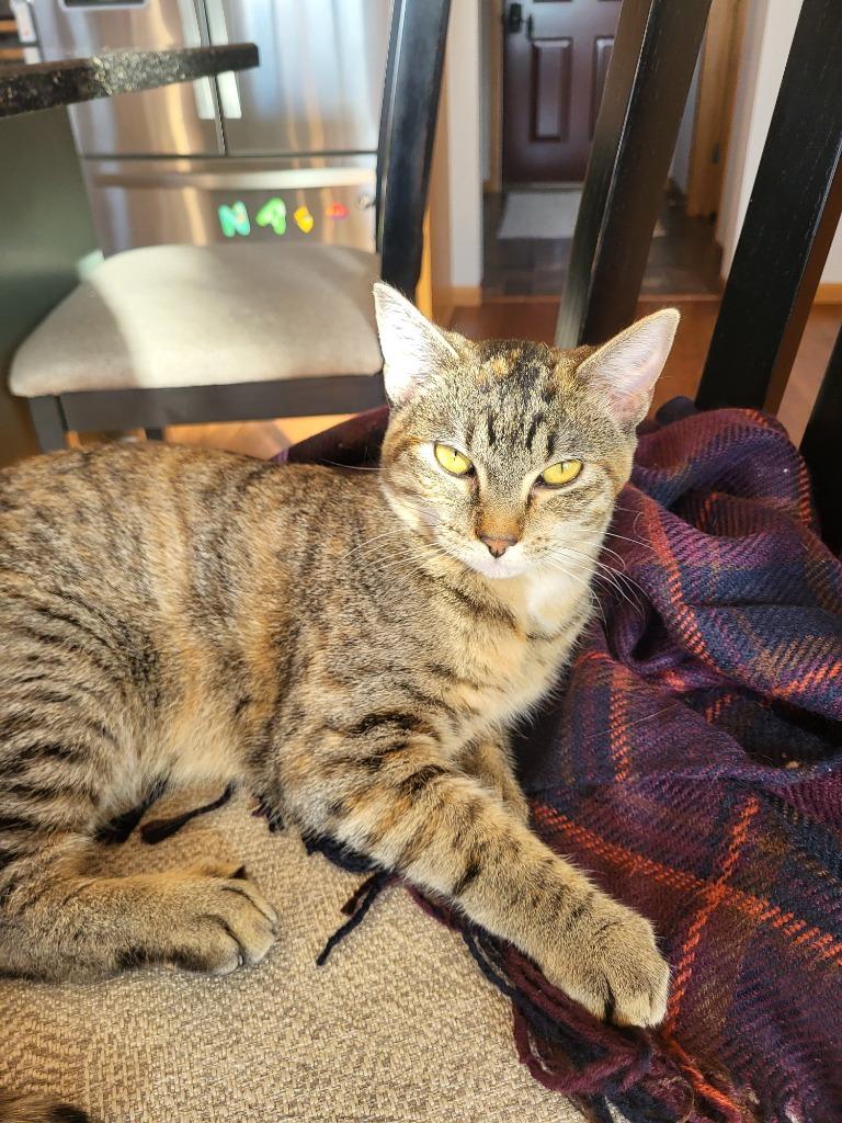 Enlarge Quarry, a Adoptable mixed breed in Owatonna, MN image 5/6