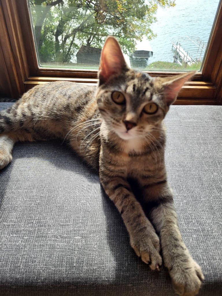 Enlarge Quarry, a Adoptable mixed breed in Owatonna, MN image 4/4