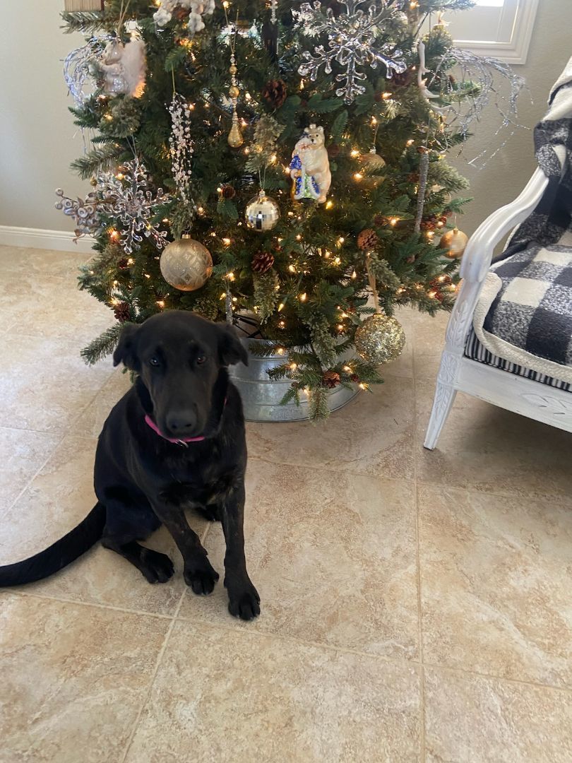 Sally, Adopted, Young Female Black Labrador Retriever & German Shepherd Dog.