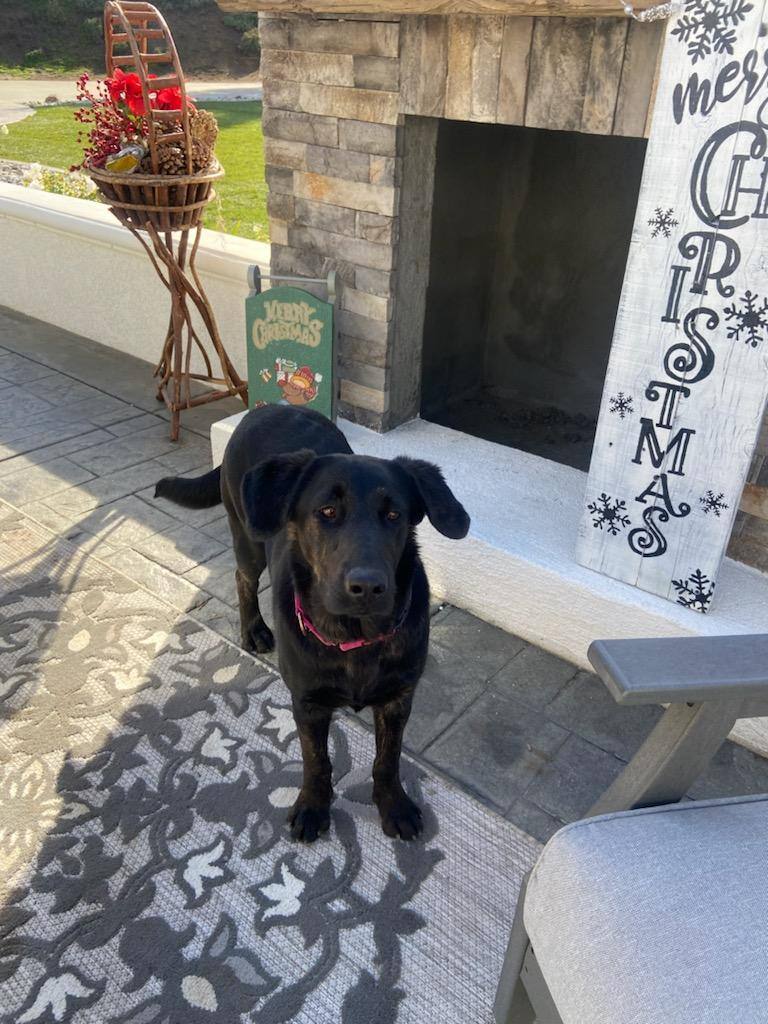 Enlarge Sally, a Adopted mixed breed in Perris, CA image 2/6