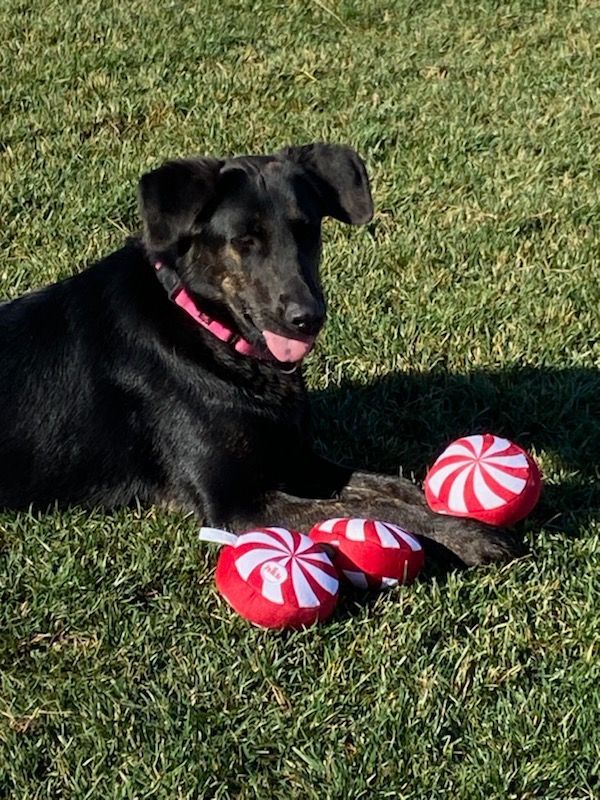 Enlarge Sally, a Adopted mixed breed in Perris, CA image 3/6
