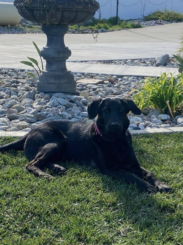 Enlarge Sally, a Adopted mixed breed in Perris, CA image 4/6