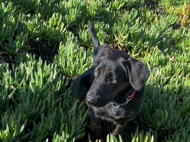 Enlarge Sally, a Adopted mixed breed in Perris, CA image 6/6