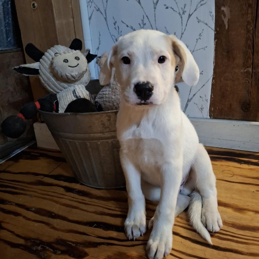 Dirk, Adoptable, Puppy Male English Bulldog & Mixed Breed.
