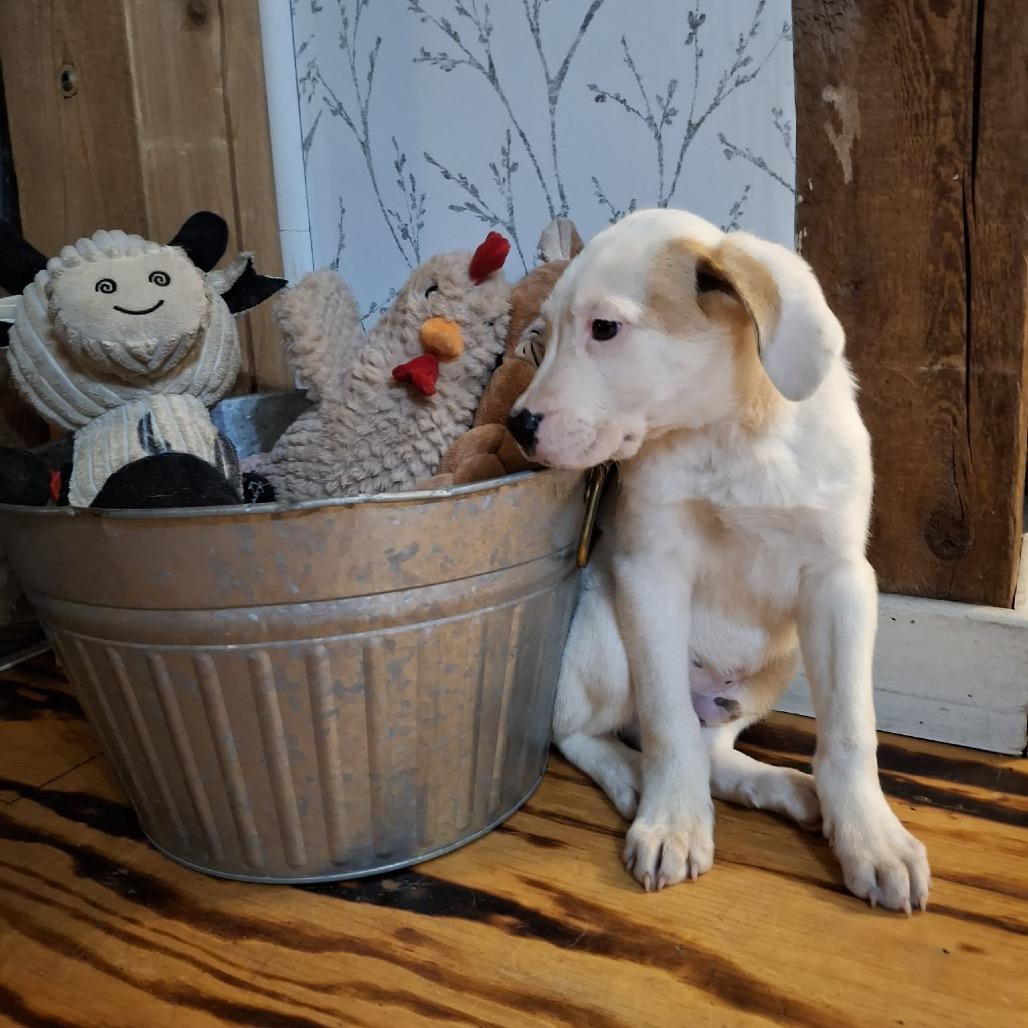 Enlarge Dirk, a Adoptable mixed breed in Wadena, MN image 3/5