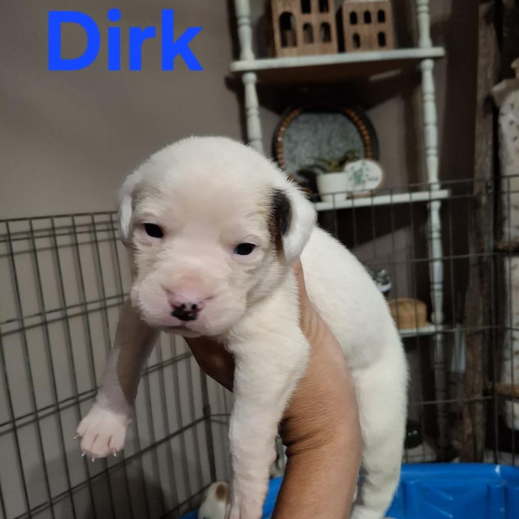 Enlarge Dirk, a Adoptable mixed breed in Wadena, MN image 4/5