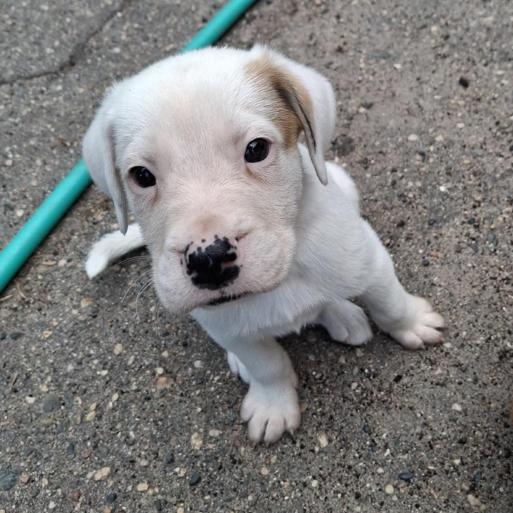 Enlarge Dirk, a Adoptable mixed breed in Wadena, MN image 5/5