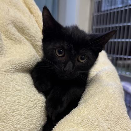 Enlarge Zermatt, a Adoptable mixed breed in Richmond, VA image 1/1