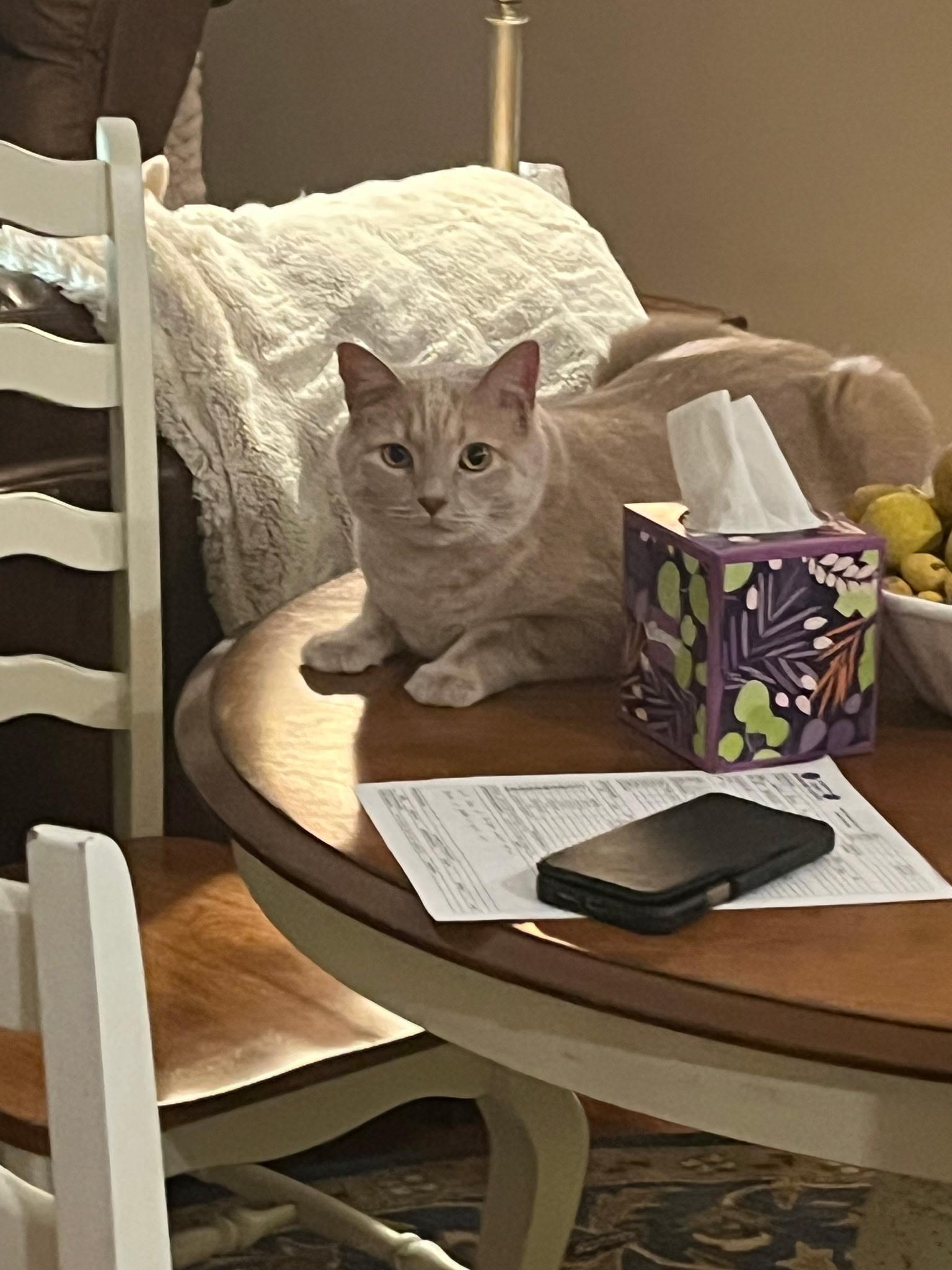 Declared cats, Adoptable, Adult Female Domestic Short Hair & Domestic Medium Hair.