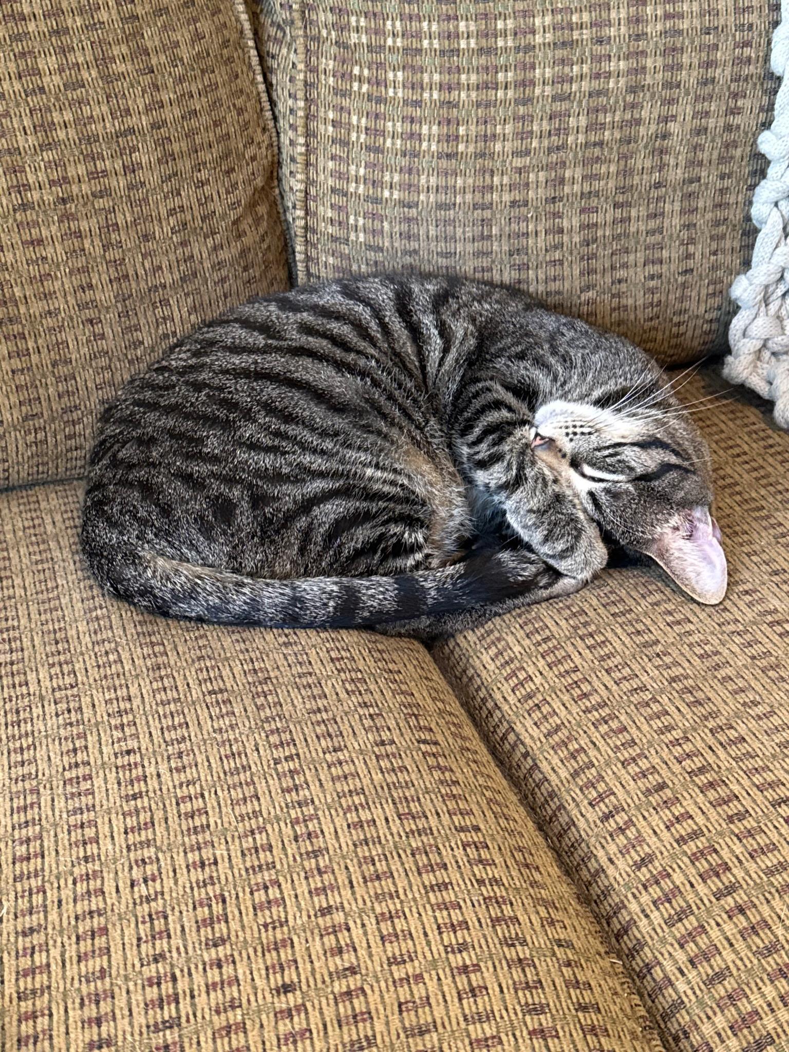 Declared cats, a Adoptable mixed breed in Winston-Salem, NC image 2/2