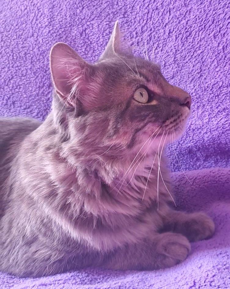 Enlarge Griffin, a Adopted mixed breed in Stockton, CA image 3/6