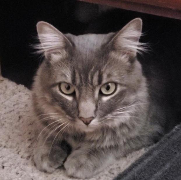 Griffin, Adopted, Adult Male Domestic Medium Hair & Maine Coon.