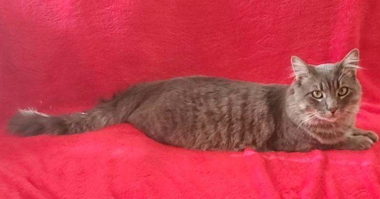 Enlarge Griffin, a Adopted mixed breed in Stockton, CA image 4/6